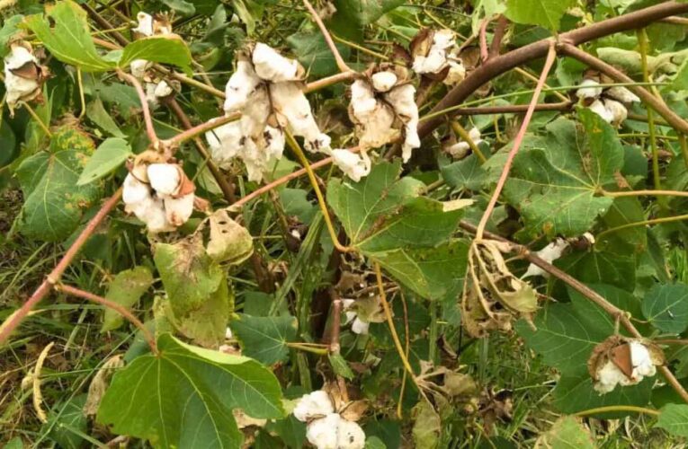 हरियाणा में कपास की खेती से किसान दूर, गुलाबी सुंडी बनी बड़ी वजह