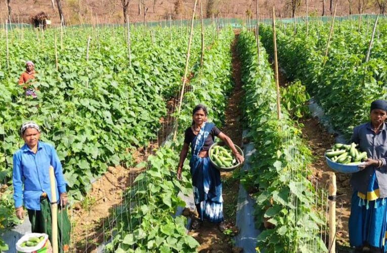 खीरा की खेती ने बदली सुभद्रा की जिंदगी, बिहान योजना से बनी लखपति दीदी