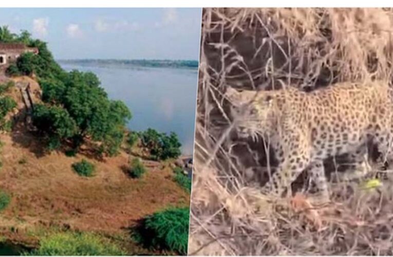 नर्मदा में बोटिंग के दौरान चट्टानों पर आराम करता दिखा तेंदुआ, पर्यटकों में मची हलचल