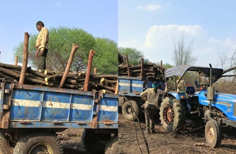 शासकीय भूमि पर पेड़ों की अंधाधुंध कटाई, सरपंच–उपसरपंच पर मिलीभगत के गंभीर आरोप