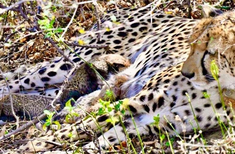 कूनो से फिर मिली बड़ी खुशखबरी, चीता गामिनी ने 4 शावकों को दिया जन्म