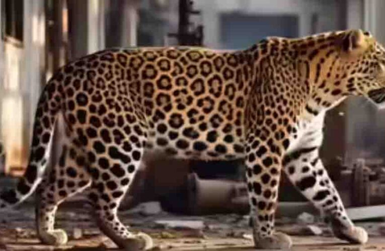 वन विभाग का मास्टरप्लान, जयपुर के झालाना और नाहरगढ़ को मिलाकर बनेगा स्वतंत्र प्रभाग