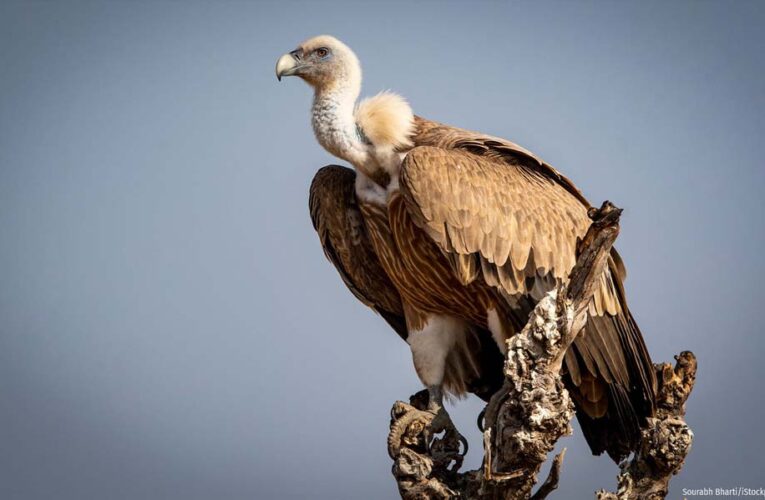 वन विहार हो रहा है गिद्ध संरक्षण के अंतर्राष्ट्रीय उत्कृष्टता केंद्र के रूप में स्थापित