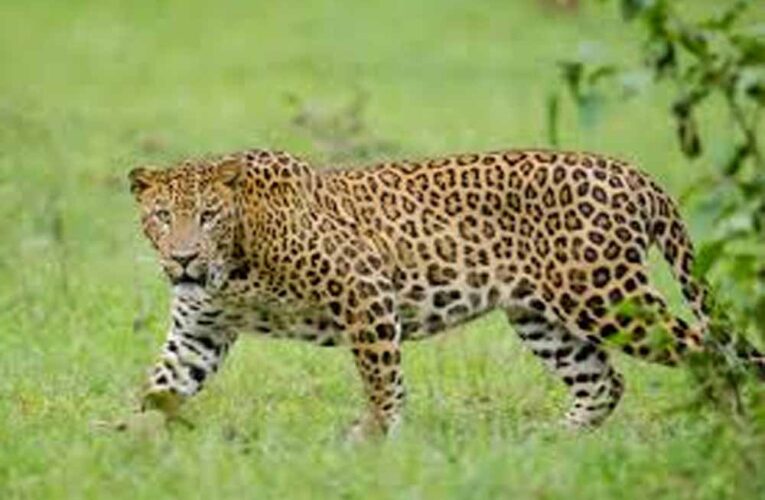 आदमखोर घोषित करने से पहले लेपर्ड पर कड़े नियम, अब वैज्ञानिक जांच अनिवार्य