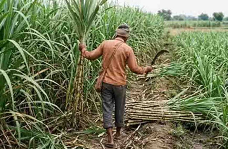 यूपी गन्ना किसान, पहली बार घर बैठे ऑनलाइन मिलेगी उन्नत गन्ना बीज की सटीक जानकारी