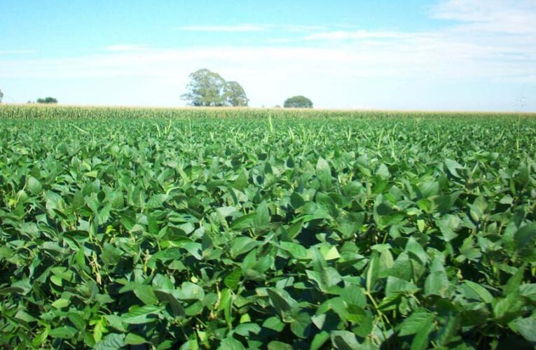 रायपुर : यूरिया का प्रभावी विकल्प बन रही हरी खाद, जशपुर में 600 हेक्टेयर में प्रदर्शन