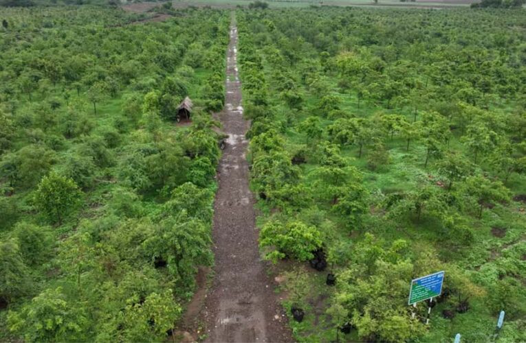 गांधीसागर बांध: 1.5 करोड़ पेड़ों में 65 लाख लोगों को ऑक्सीजन देने की क्षमता