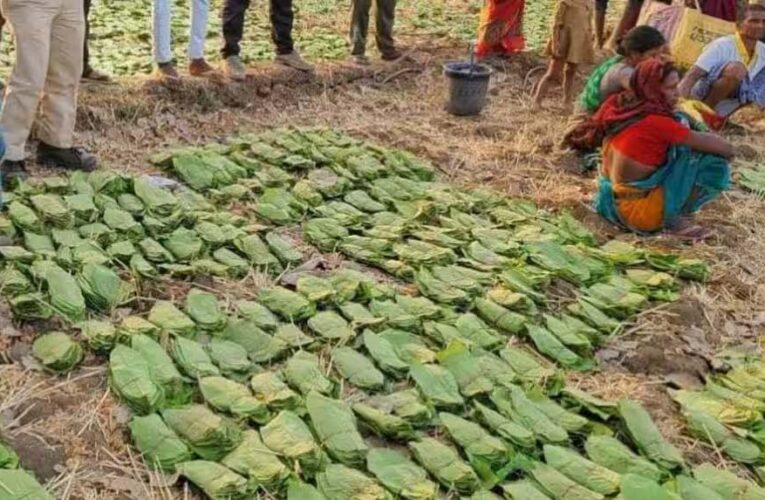 बालोद : मई के पहले सप्ताह से शुरू होगा तेंदुपत्ता संग्रहण का कार्य