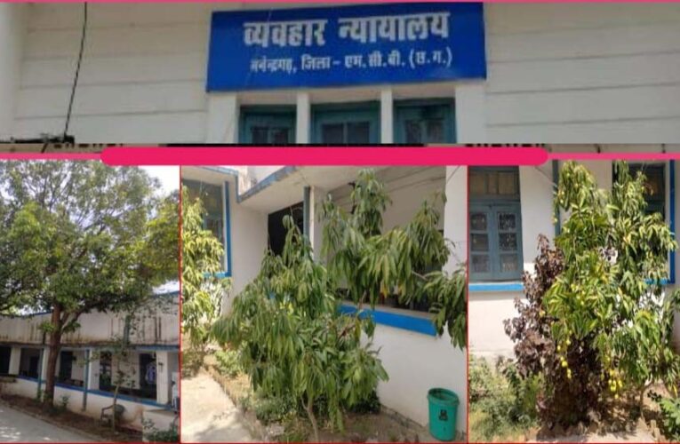 हरियाली से महका मनेन्द्रगढ़ न्यायालय परिसर, फलदार वृक्ष बने आकर्षण का केंद्र