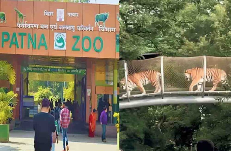 पटना जू में जल्द दहाड़ेगी सफेद बाघिन, दिल्ली और रोहतक से आएंगे कई नए दुर्लभ वन्यजीव