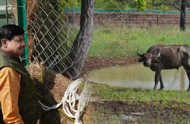 और खूबसूरत हुई एमपी की वाइल्ड लाइफ, सीएम डॉ. मोहन ने रिलीज किए 4 जंगली भैसें, ईको-सिस्टम पर होगा इतना असर