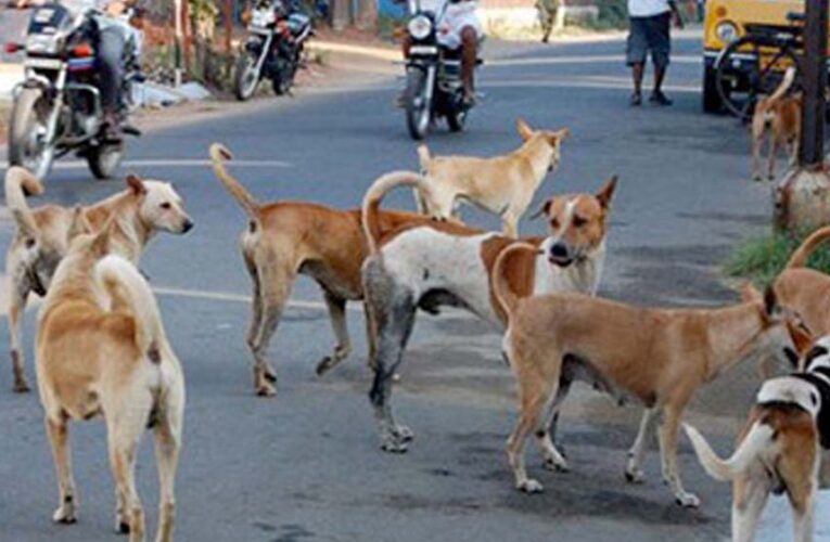 प्रदेश में खूंखार हो रहे स्ट्रीट डॉग्स, जानिए क्यों? एक्सपर्ट बोले: गर्मी में आक्रामक हो जाते हैं; सतना में 3 घंटे में 40 लोगों को काटा