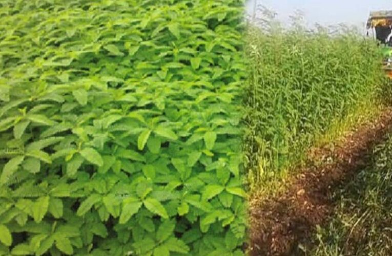 हरी खाद- खेती में बढ़ेगा उत्पादन, मिट्टी की सेहत होगी बेहतर