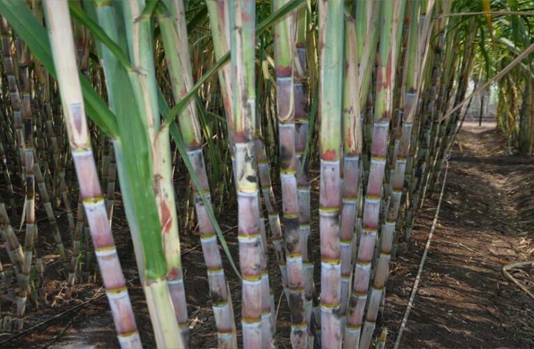 ड्रिप इरीगेशन से गन्ना उत्पादन में 25 प्रतिशत तक बढ़ोतरी, किसानों की बढ़ी आय