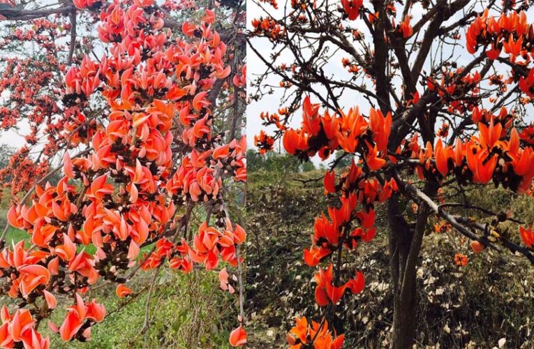 सफलता की कहानी: पलाश फूल से बढ़ती आजीविका और समृद्धि