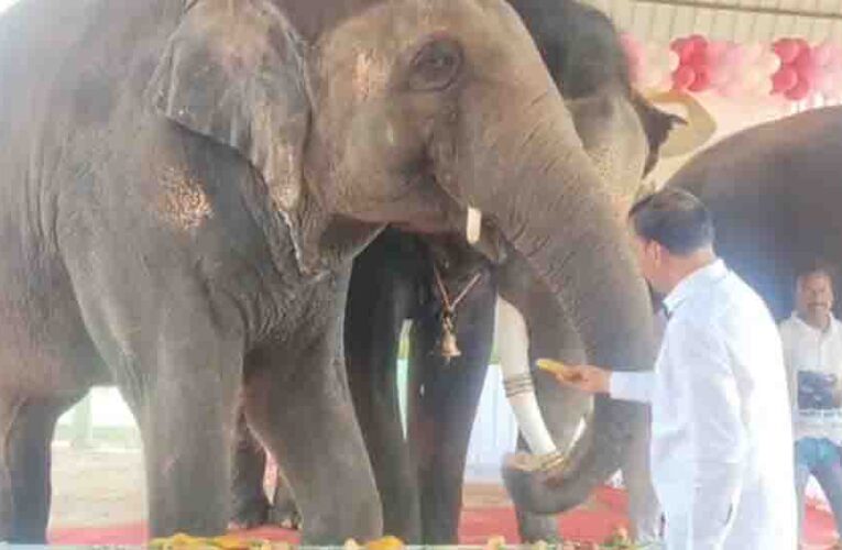 जयपुर के हाथी गांव में मना अनंत अंबानी का जन्मदिन, हाथियों ने काटा ढाई फीट ऊंचा केक और 3000 किलो फलों की उड़ाई दावत