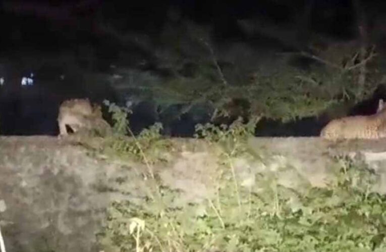 बांसवाड़ा में पैंथर का मूवमेंट बढ़ा, स्थानीय लोगों में डर का माहौल
