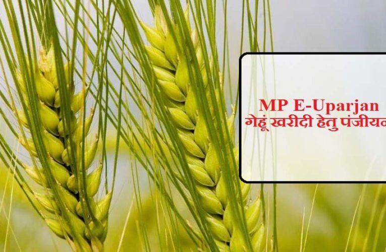 अनूपपुर जिले में गेहूँ उपार्जन 15 अप्रैल से प्रारंभ, 6 केंद्र निर्धारित