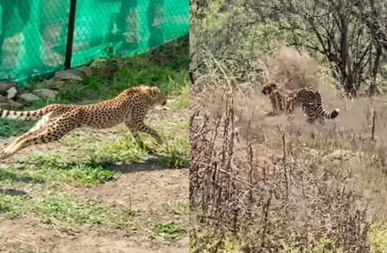 कूनो में फिट और एक्टिव हैं बोत्सवाना के चीते, 6 का क्वारंटाइन खत्म, बड़े बाड़ों में लगाई पहली छलांग