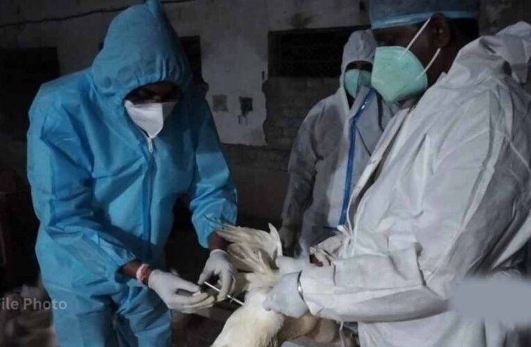 बिलासपुर में बर्ड फ्लू अलर्ट: जांच के लिए AIIMS टीम पहुंची, 10 किमी दायरे में सर्वे शुरू