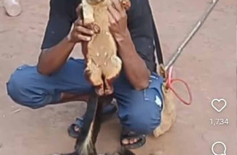 दुर्लभ गिलहरियों का शिकार पड़ा भारी: सोशल मीडिया बना शिकारी की गिरफ्तारी का कारण