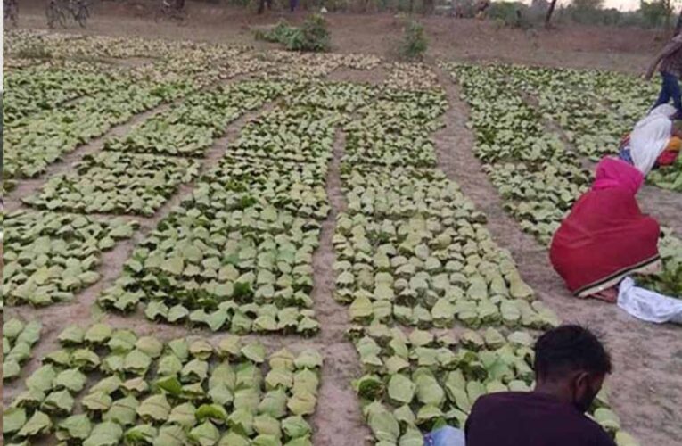 बारिश-ओलों की मार से तेंदूपत्ता खराब, मौसम की मार से संग्रहण भी प्रभावित
