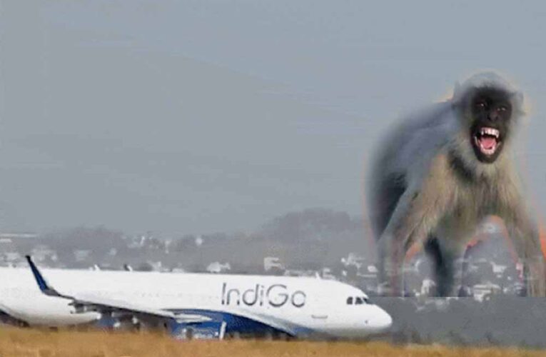 Lucknow एयरपोर्ट पर रनवे पर आया बंदर, रायपुर फ्लाइट की लैंडिंग के वक्त लगा इमरजेंसी ब्रेक