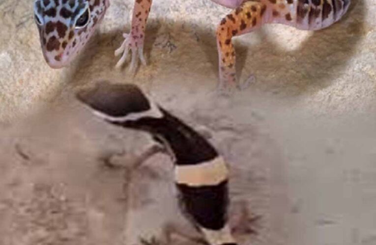 अबूझमाड़ के जंगलों में दिखा दुर्लभ लेपर्ड गेको, जवानों की नाइट पेट्रोलिंग में कैद हुआ अनोखा वीडियो