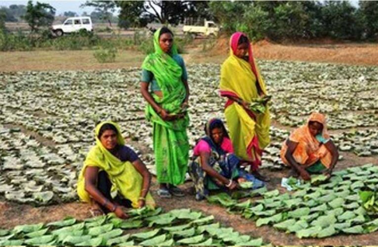 छत्तीसगढ़ में तेंदूपत्ता संग्रहण का बड़ा लक्ष्य: 16 लाख बोरा, 51 समितियां जिम्मेदार