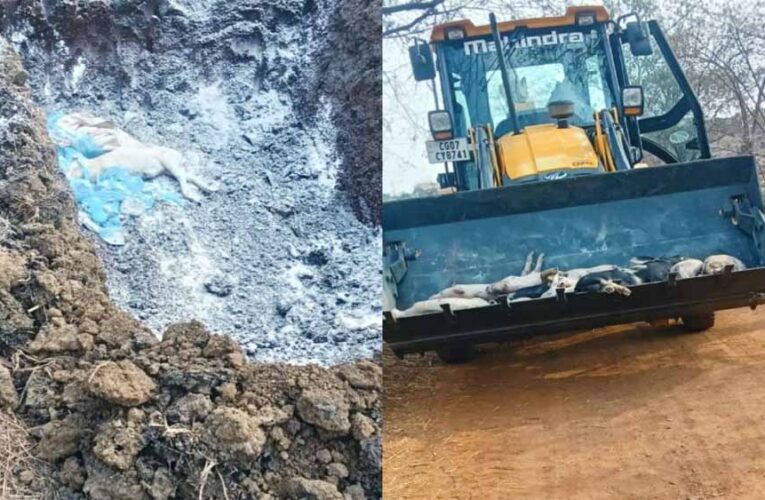 छत्तीसगढ़ में अफ्रीकन स्वाइन फीवर का कहर: 200 सूअरों की मौत, रिपोर्ट पॉजिटिव आते ही फार्म सील