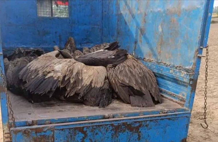 यूपी में रहस्यमयी घटना: आसमान से गिरे 28 गिद्ध, तड़प-तड़प कर मौत से दहशत