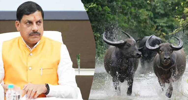 कान्हा में लौटेगी जंगली भैंसे : काजीरंगा से शुरू हो रहा ऐतिहासिक ट्रांसलोकेशन