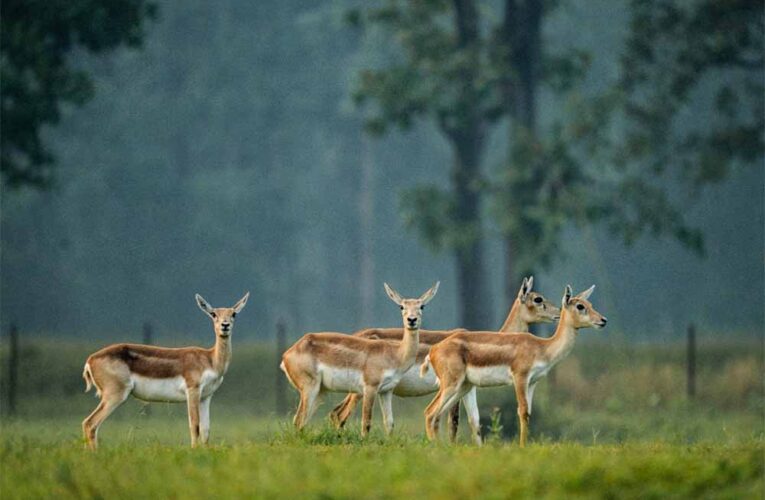 छत्तीसगढ़ का बरनवापारा अभयारण्य बना विलुप्ति के कगार पर पहुंचे काले हिरणों के पुनर्जीवन का मजबूत उदाहरण