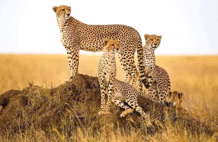 मंदसौर में चीता संरक्षण की दिशा में ऐतिहासिक कदम, प्रभास और पावक ने पार किया बड़ा पड़ाव