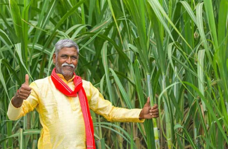योगी सरकार में गन्ना किसानों की आय 52 हजार से बढ़कर 1.20 लाख रुपये हुई: कृषि मंत्री