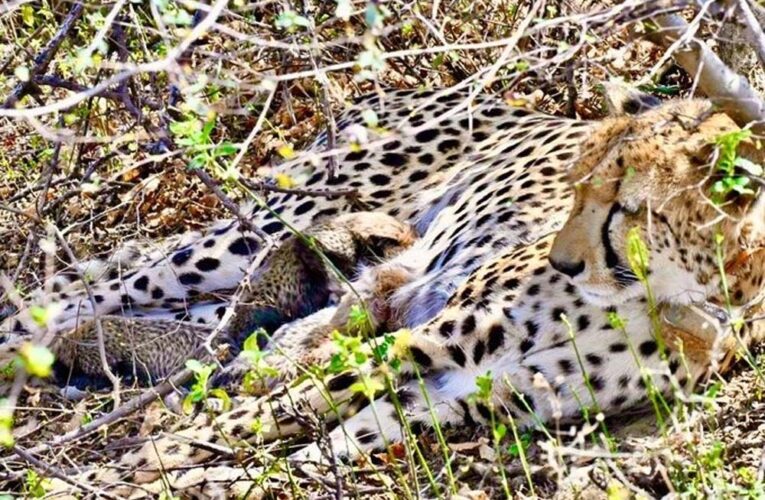 कूनो नेशनल पार्क-चीतों का नया घर ही नहीं, अब सफल ग्लोबल ब्रीडिंग सेंटर