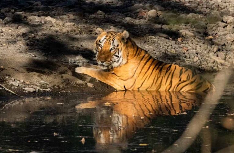 खिवनी अभयारण्य बनेगा वन्यजीव संरक्षण और इको-टूरिज्म का आदर्श मॉडल : मुख्यमंत्री डॉ. यादव
