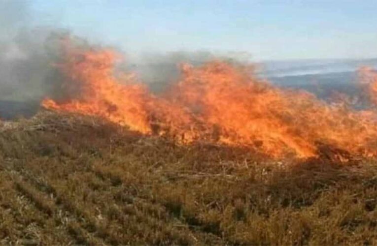 नरवाई जलाना खेत और सेहत दोनों के लिए हानिकारक : कृषि मंत्री कंषाना