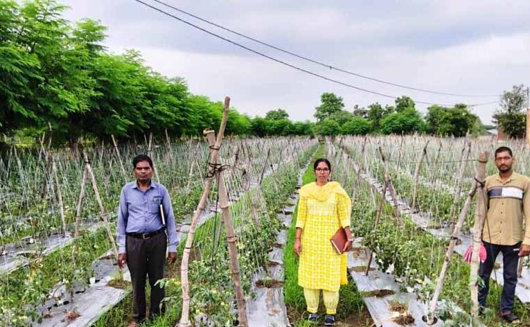 राष्ट्रीय कृषि विकास योजना: ईश्वरी प्रसाद ने टमाटर उत्पादन से कमाए 02 लाख 90 हजार रूपए