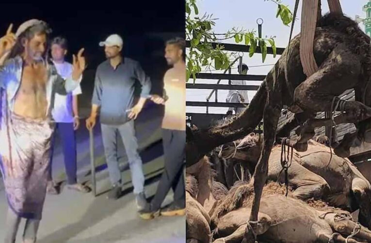 ऊंट तस्करी पर पुलिस और गौरक्षकों की बड़ी कार्रवाई, 21 ऊंट मुक्त और 2 गिरफ्तार