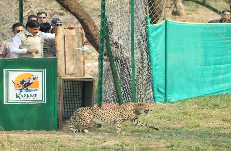 प्रदेश ने चीतों को अनुकूल वातावरण उपलब्ध कराकर बनाया परिवार का हिस्सा : मुख्यमंत्री डॉ.यादव