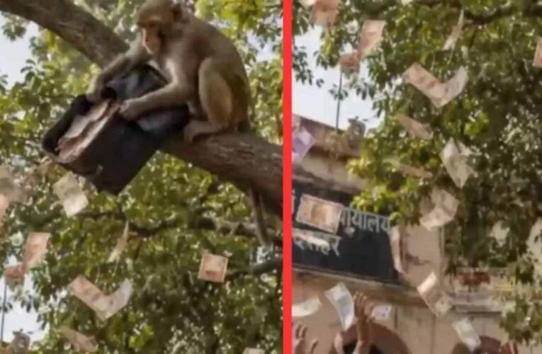 बुलंदशहर में ‘नोटों की बारिश’: बंदर ने दो लाख रुपये का बैग पेड़ से फाड़कर उड़ाए नोट