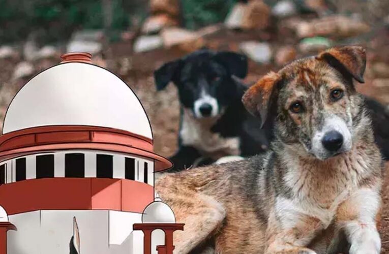 आवारा कुत्तों पर SC के आदेश से बढ़े सवाल, क्या शहरों में पर्याप्त शेल्टर मौजूद हैं?