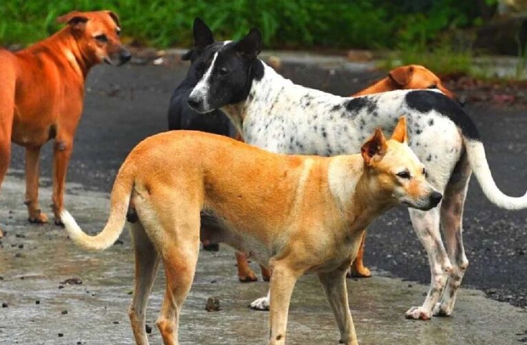 भोपाल में आवारा कुत्तों का आतंक, रोज 81 लोग डॉग बाइट का शिकार; सुप्रीम कोर्ट सख्त