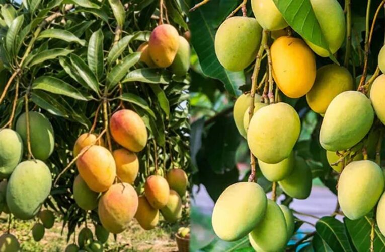 MP का खास आम 3 हजार रुपए किलो, स्वाद ऐसा कि विदेशों में भी जबरदस्त मांग