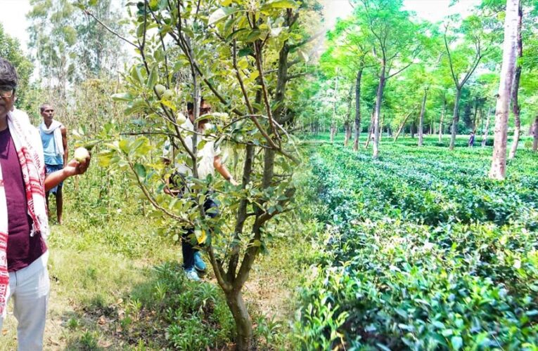 जशपुर के किसान खेती में बना रहे हैं अलग पहचान