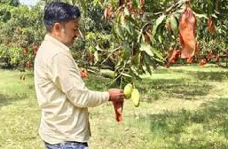 यूपी के आम बागों में बची फसल को बचाने की जद्दोजहद, बैगिंग से बढ़ेगी क्वालिटी और कीमत