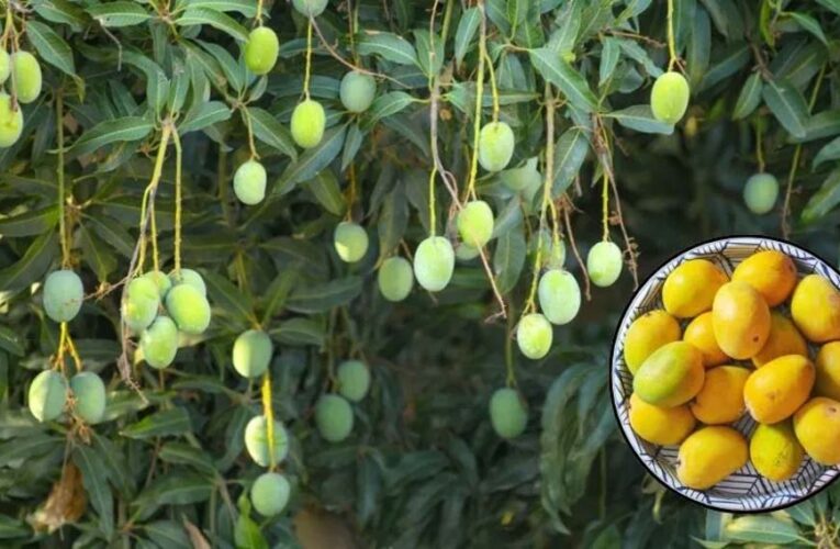 आम मौसम नहीं रहेगा खास, हर दो दिन में बदलाव, आंधी, बारिश और गर्मी से फसलें प्रभावित