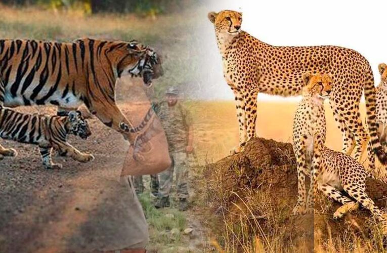 नौरादेही में टाइगर और चीता सुरक्षा के लिए पूर्व सैनिक होंगे जिम्मेदार, वन अपराध पर लगाम