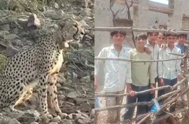 रणथंभौर में दहशत: चीता, बाघ और तेंदुए की मूवमेंट से ग्रामीण डरे